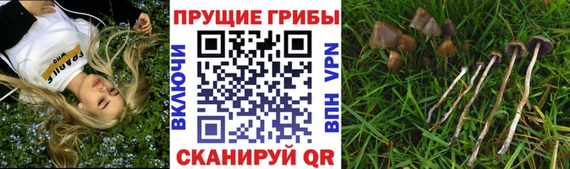 Псилоцибиновые грибы прущие грибы  Купить где  Трубчевск 